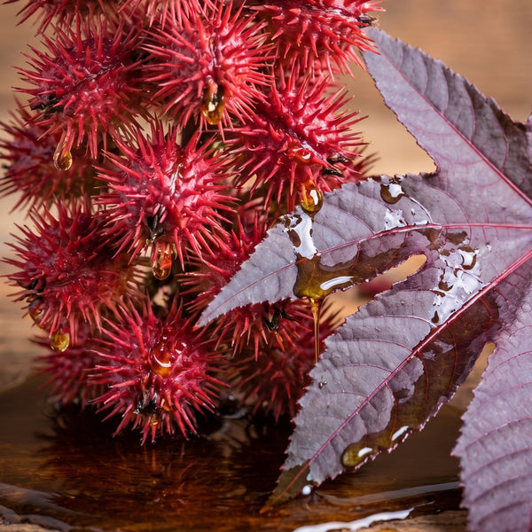 Castor Oil