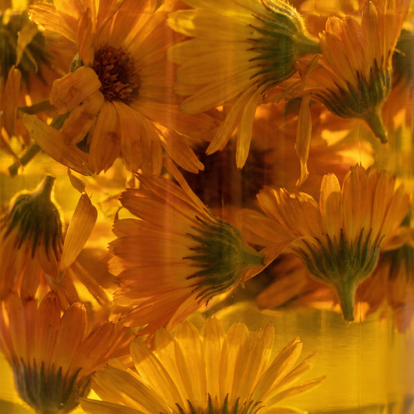 Olive Calendula